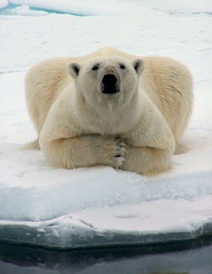 A polar bear is seen offshore near Barrow, Alaska. Polar bears may merit classification as a threatened species.