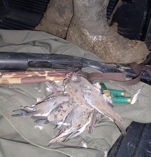 Winter dove shoots can be wet, muddy, hard on men and equipment and very rewarding. They bear little resemblance to their September predecessors.