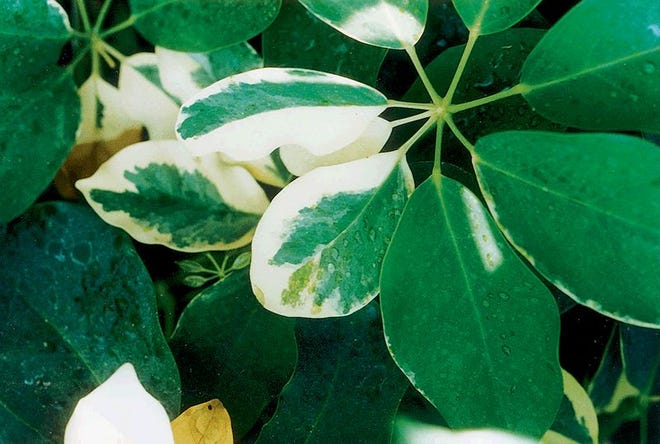 One of several varieties of the dwarf umbrella tree, "Trinette" has green-and-cream, variegated leaves. Although popular as an interior plant, "Trinette" can grow 10 feet tall and looks best in bright light. This Chinese plant is sometimes sold in tree form and as braided specimens.