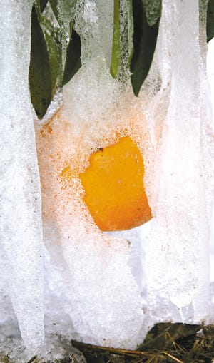 Ice covers an orange on a tree near Modesto, Calif., Tuesday. Three nights of freezing temperatures have cost California up to three-quarters of its billion-dollar citrus crop, according to an industry estimate given Monday as forecasters warned the cold weather could batter groves through midweek.
