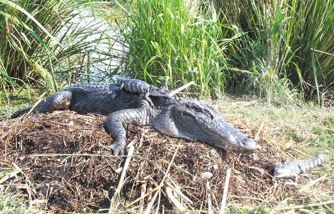 An alligator and baby are two of the stars of a film now playing at the Museum of Science: "Hurricane on the Bayou."