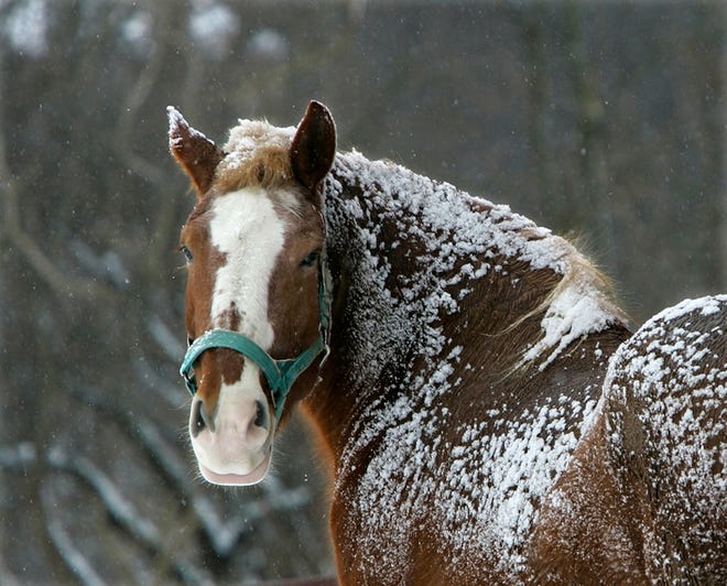 His coat dusted with new-fallen snow, a workhorse braves the falling temperatures and snowflakes at a farm in Bainbridge Township, Ohio, on Friday.