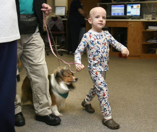 Twenty minutes after undergoing a radiation treatment on Jan. 24, 4-year-old Pierson Estes of Northport walks Glory around the halls of UAB Hospital in Birmingham. Glory, a female Sheltie, is owned by Lee Strickland, a volunteer member of the Hand in Paw organization that brings specially trained dogs to people in hospitals.