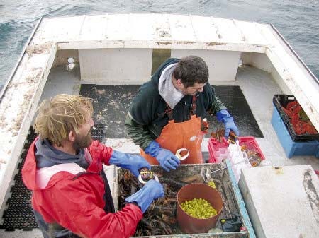 After capture, Little Bay Lobster Co., places lobsters in a plastic ?Habitat? under a water flow.
