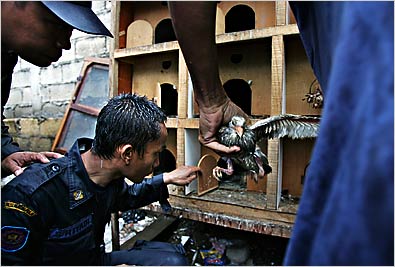 Indonesian officials checked bird cages during a recent door-to-door sweep to combat bird flu in Jakarta.