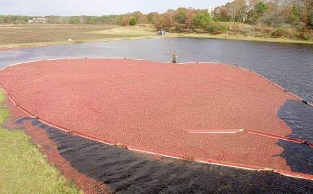 A bright red crop of cranberries corralled at the Mellow Wilson Cranberry Farm in West Yarmouth, Mass. Confronted with mounting piles of cranberry skins left over from a juice processing facility, the man who manages and hauls away the Ocean Spray's fruity remains turned to University of Massachusetts researchers to see if the scraps could be put to use rather than being dumped in landfills.
			AP Photo