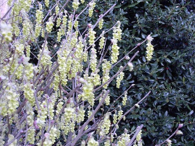Winterhazels look attractive against brick walls, fences or evergreen foliage, all of which not only contrast with the blooms but also might offer shelter from winter winds.