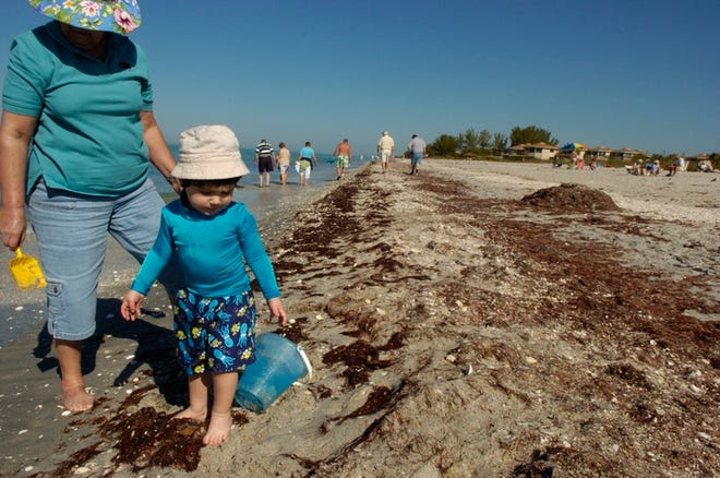 Phyl Friedman of Port Charlotte, above left, her nephew, Thomas Sinclair, 2, and Ian Sinclair of Toronto play on Englewood Beach on Thursday despite red drift algae that recently washed ashore. Though some have complained of the smell, "I don't think it's too bad," said Friedman, at right with Thomas.