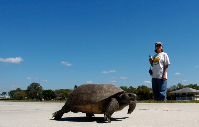 Local gopher tortoise advocate Becky Zremski steps aside as a gopher tortoise strolls along the sidewalk of Venetian Waterway Park on Thursday. Zremski has documented 108 burrows.