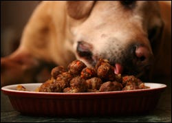Sierra enjoys a dish of "Marvelous Mutt Meatballs" from Arden Moore's "Real Food for Dogs".