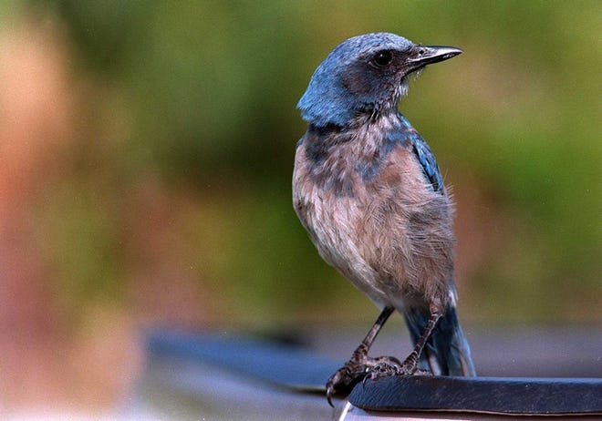 An endangered Scrub Jay lands on a vehicle at Buchan airport.