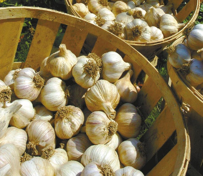 It's official: The Pocono Garlic Festival has a new home. Officials from the Pocono Garlic Growers Association announced Friday afternoon the popular Labor Day weekend celebration will move to Shawnee Ski Area starting this year.