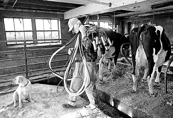 Ralph Albright carries a shoulder full of milking machines past barn dog Belle during milking at his farm in Falling Spring, Pa., Wednesday, March 28, 2007. Dairy economists predict the retail price of milk could rise as much as 30 cents per gallon, a 9 percent increase, by fall. The rising prices will be spurred in large part by increasing fuel and feed costs incurred by dairy farmers and a growing global demand for milk products, the economists say. (AP Photo/Carolyn Kaster)