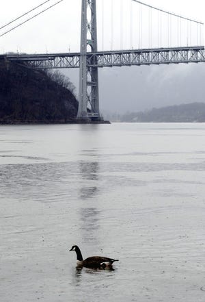 A Canada goose made its way into the Hudson River in the shadow of the Bear Mountain Bridge in Highland Falls on Thursday, April 12, 2007, as rains howers continued throughout the region. Times Herald-Record/CHET GORDON