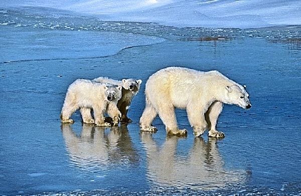 The loss of Arctic sea ice to global warming is threatening polar bears with extinction because the bears use the ice to hunt prey.