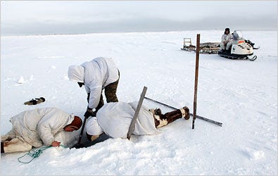 Hunters from Vankarem check on nets in holes in the ice to capture seals, the main prey of polar bears.