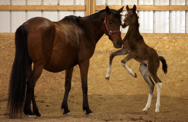 One-week-old 'Baby' runs around his mother at the Longmeadow Rescue Ranch in Union, Mo.