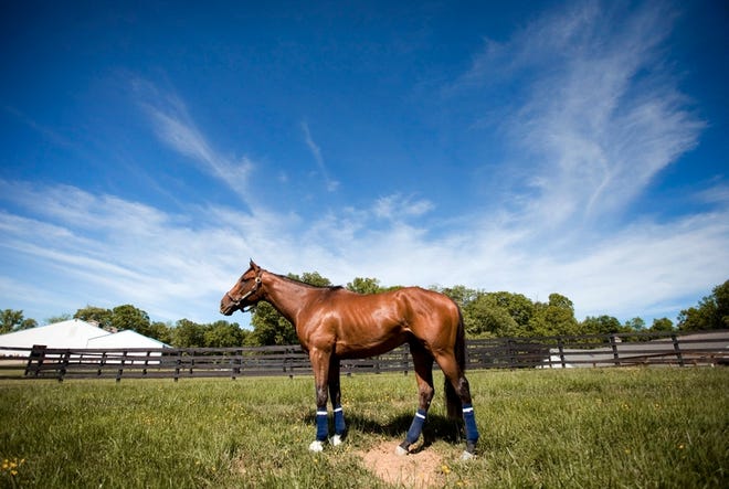 Kentucky Derby winner Barbaro in a pen at the Fair Hill Training Center. On Sunday, Fans of Barbaro will gather to celebrate the horse's life on his fourth birthday.