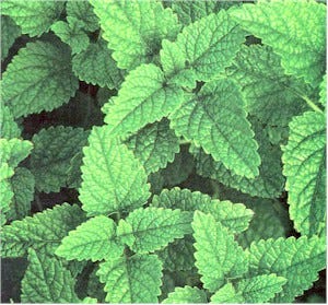 Lemon Balm, a bushy, lemon-scented perennial, adds flavor to a variety of dishes.