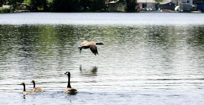 Canada geese make a picturesque scene on Sassaquin Pond, but below the surface, tensions are building as residents try to get rid of them.