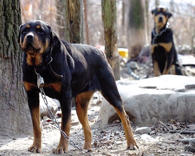 Two Rottweilers chained outside a vacant house in Marshalls Creek were rescued last February, but not before a blizzard of e-mails touched off a county-level hearing on the needs of the SPCA and other animal rescue groups.