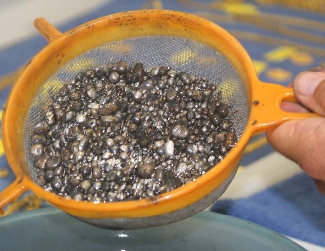 Thousands of pearls, shown Friday above and below, came from a box that was among artifacts that salvagers from Blue Water Ventures Key West said they recovered earlier in the week from the shipwrecked 17th-century Spanish galleon Santa Margarita.
