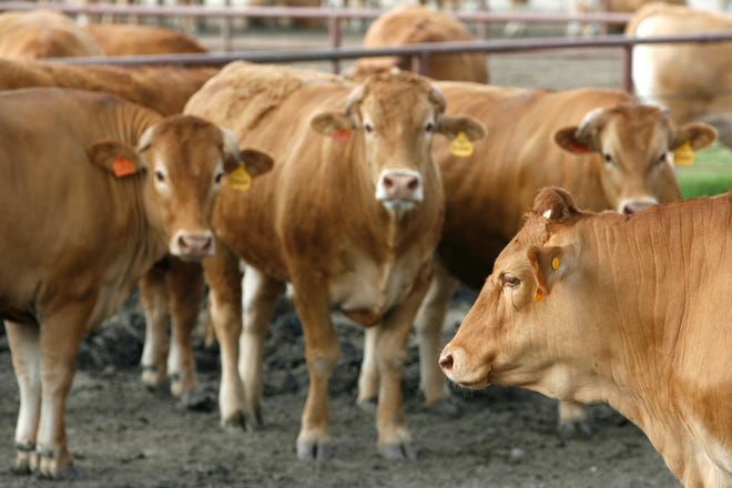 A part of the only herd of Akaushi breed of cattle outside Japan is shown near Gonzales, Texas. The brood has grown to more than 5,000 from the three bulls and eight cows that arrived from Japan in 1994.