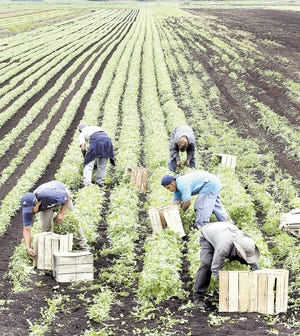 Workers harvest cilantro at a Black Dirt farm along Pulaski Highway in Pine Island.
