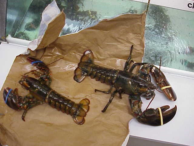 These lobsters were returned to the Super Shop & Stop after being stolen.