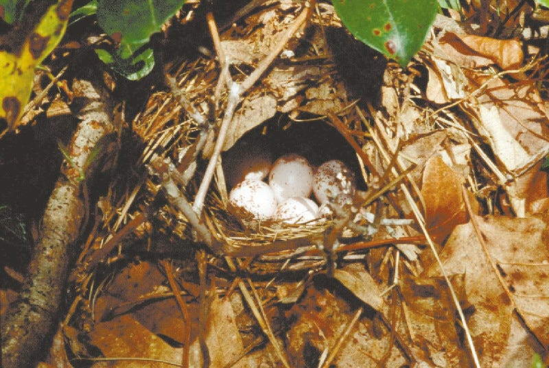 Ground-nesting birds defy expectations while avoiding predators Ground-nesting birds defy expectations while avoiding predators