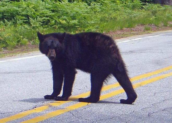 Bear Wrong! This young bear, photographed recently on a busy highway near a commercial campground, seems to have lost all fear of cars and humans. Unfortunately that's a recipe for trouble. If he isn't hit by a car, he'll likely start aggressively seeking food from humans and have to be destroyed.