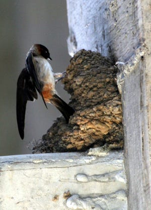 Cliff swallow clings to gourd-shaped mud nest below a bridge.