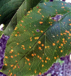 Orange spots symptomatic of cedar-apple rust disease on a leaf. (AP photo)
