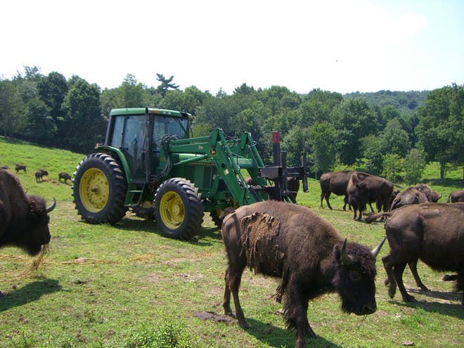 A herd of bison lives in Rutland, Mass., at Alta Vista Bison Farm. The farm raises the animals and sells their meat.