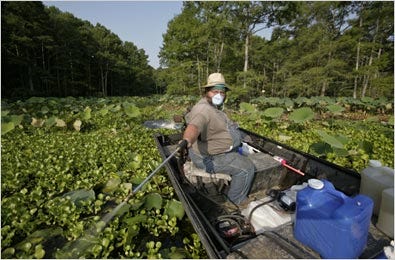 Mike Turner sprayed herbicide recently on the weed Salvinia molesta on Caddo Lake near Uncertain, Tex. The weed suffocates all life beneath it.