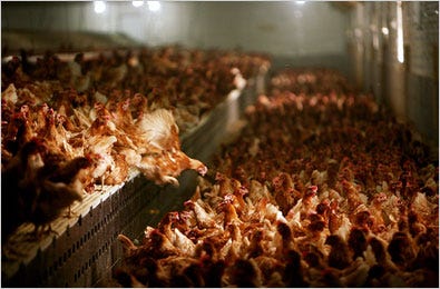 Indiana hens that produce for Egg Innovations, a supplier to Ben and Jerry’s and Wolfgang Puck.
