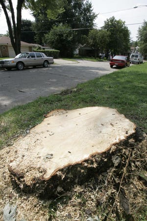 The stump of a tree that was cut down Aug. 21 on Buckbee Street in Rockford. A piece of that tree struck 9-year-old Ian McFadden, critically injuring him.