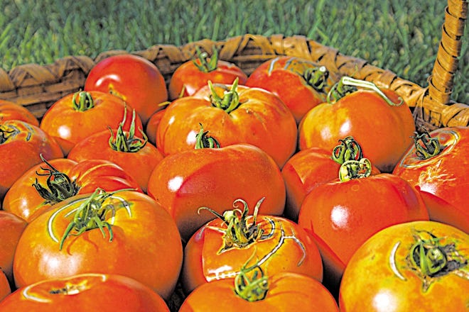 Farmers markets are ripe with fresh tomatoes. Buy a bushel and try a bunch of new recipes.