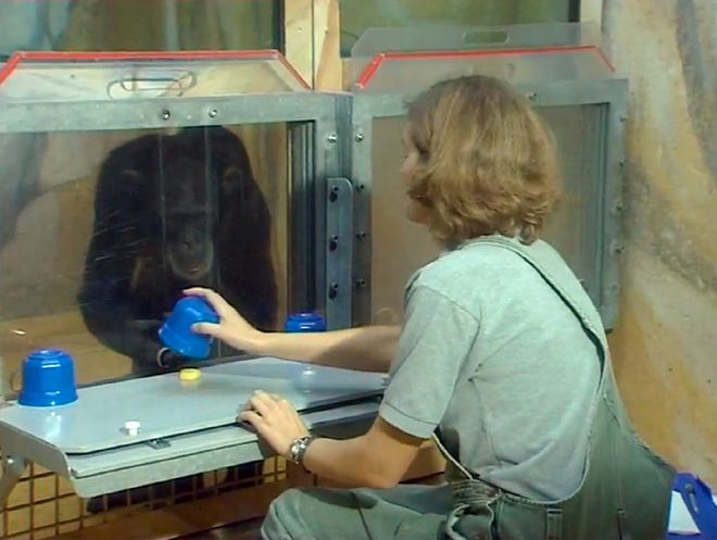 A researcher tests the comprehension of an ape. Her study found toddlers have more sophisticated social skills while apes are better at math.