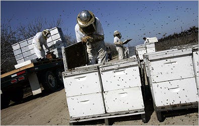 Andy Bradshaw, left, his grandfather, Howard Bradshaw, and Isaias Corona working with bees this year near Visalia, Calif.