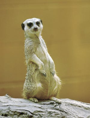 One of three female meerkats hangs out on a log and checks out her new surroundings at the Seneca Park Zoo.
