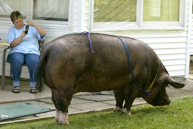Debbie Monell, left, takes a camera phone picture of a 500 pound pig, that was nick named "Petunia" by Town of Newburgh Animal Control officers, waits in her back yard on Leslie Road in the town to be picked up.