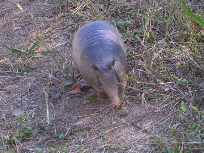 Yard-damaging armadillos are hard to evict