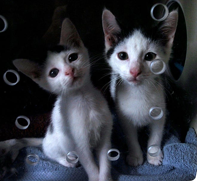 This pair of kittens is up for adoption at the MetroWest Humane Society shelter in Ashland.