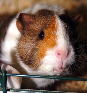 GEORGE - This guinea pig is a male that is two years of age and one of two currently up for adoption at the SPCA.