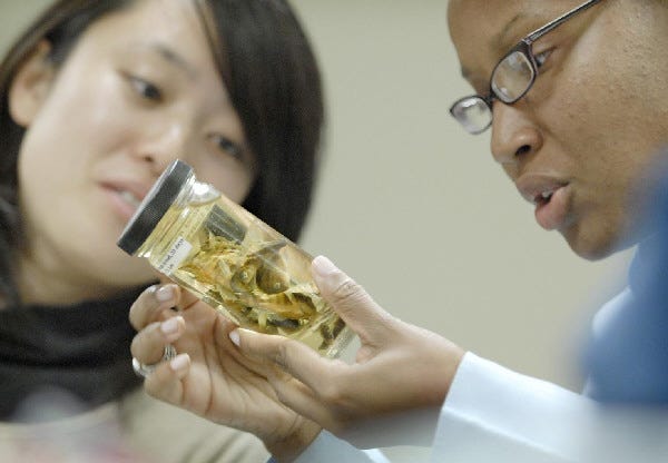 Cambridge College students Eriko Watanabe , left, and Suretta Dirtion , right, examine a brood of irregular sized fish during a class in green chemistry . Only about a dozen colleges have similar programs, though the number is growing.
 of Somerville
 of Boston
 at the school in Cambridge