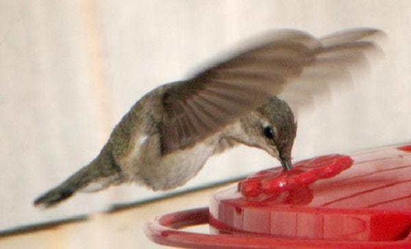 A black-chinned hummingbird is seen at Siasconset on Nantucket last week. After sending this digital photo to experts across the country, all agreed this is an immature female.
