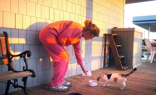 Shanna Lewis, owner of PJ's Restaurant and Market in Southport, feeds feral cats outside the restaurant on Friday. PJ's is near a boat storage facility where the cats are causing problems, a co-owner said.