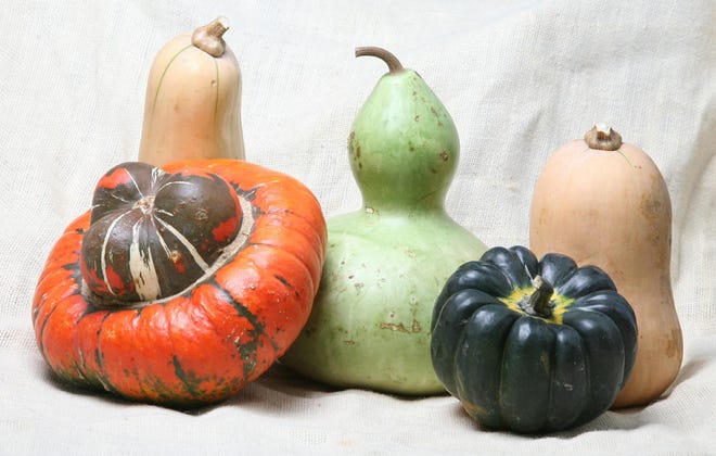 From left, turban squash, butternut squash, an inedible gourd, acorn squash and another butternut squash.
