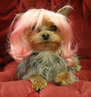Is your dog bored with her hairstyle? Get her a doggie wig from Ruth Regina of Bay Harbour Islands, Fla.